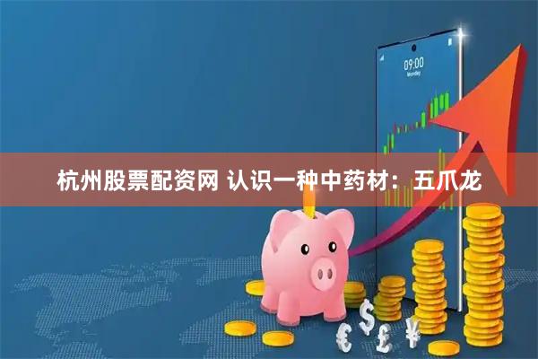 杭州股票配资网 认识一种中药材：五爪龙
